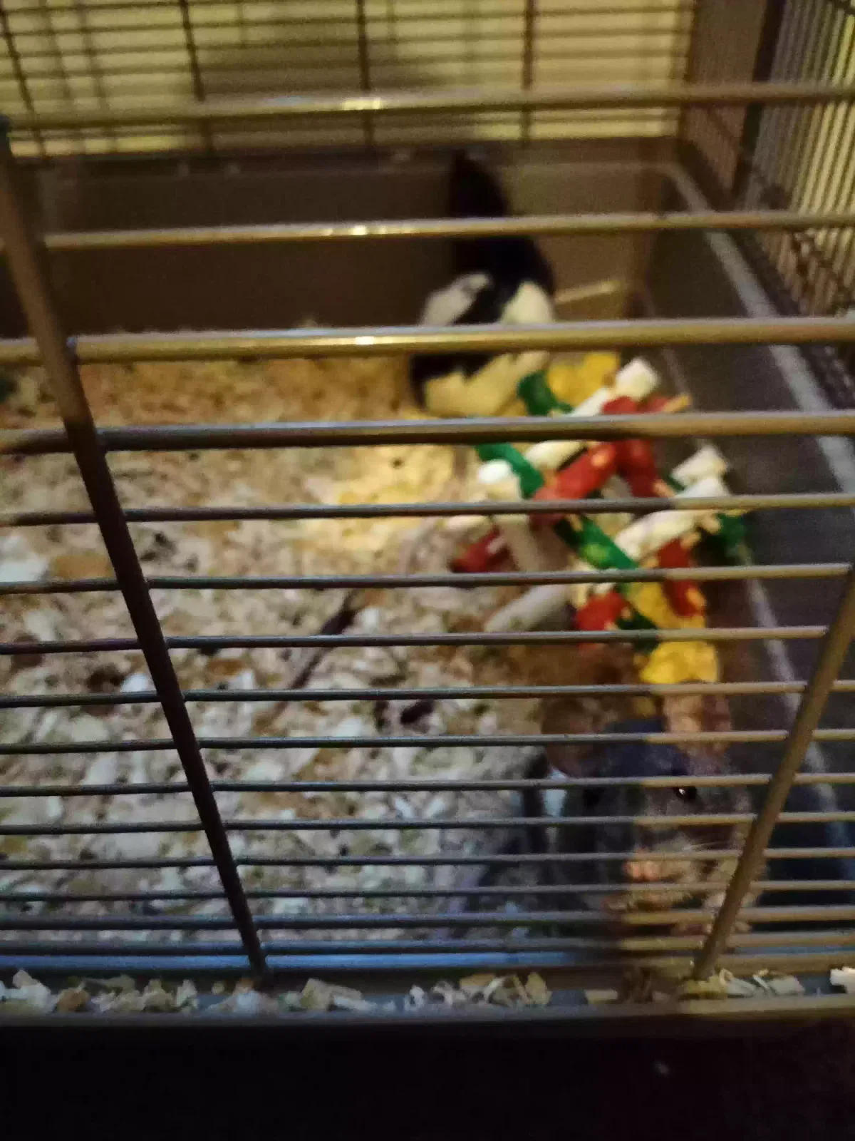Brownie+blackie, Unknown Pet for adoption in Boston Lincolnshire, England
