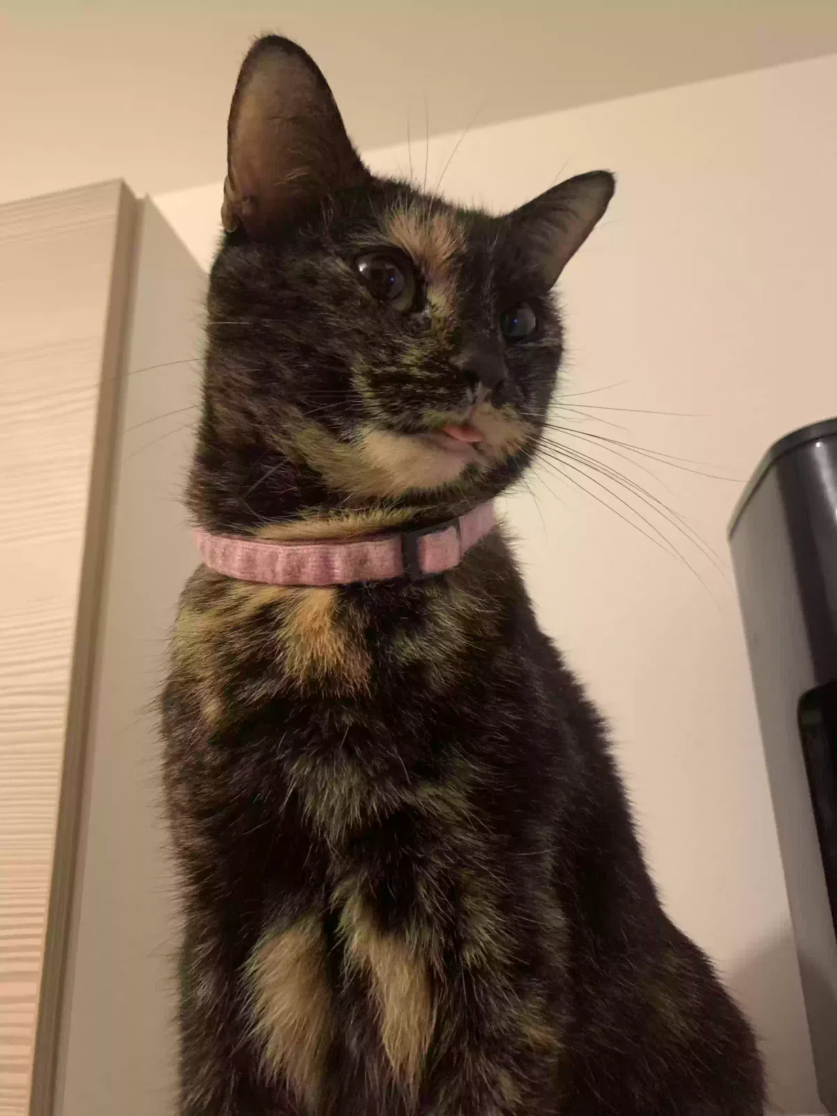 Princess (P), Tortoiseshell Cat for adoption in Edinburgh, Scotland