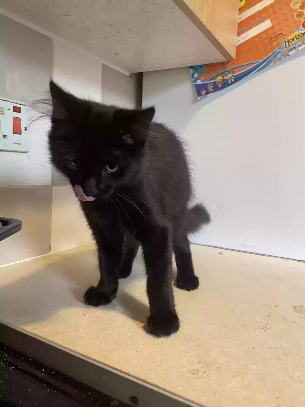 Oscat, British longhairs Cat for adoption in Chichester, England