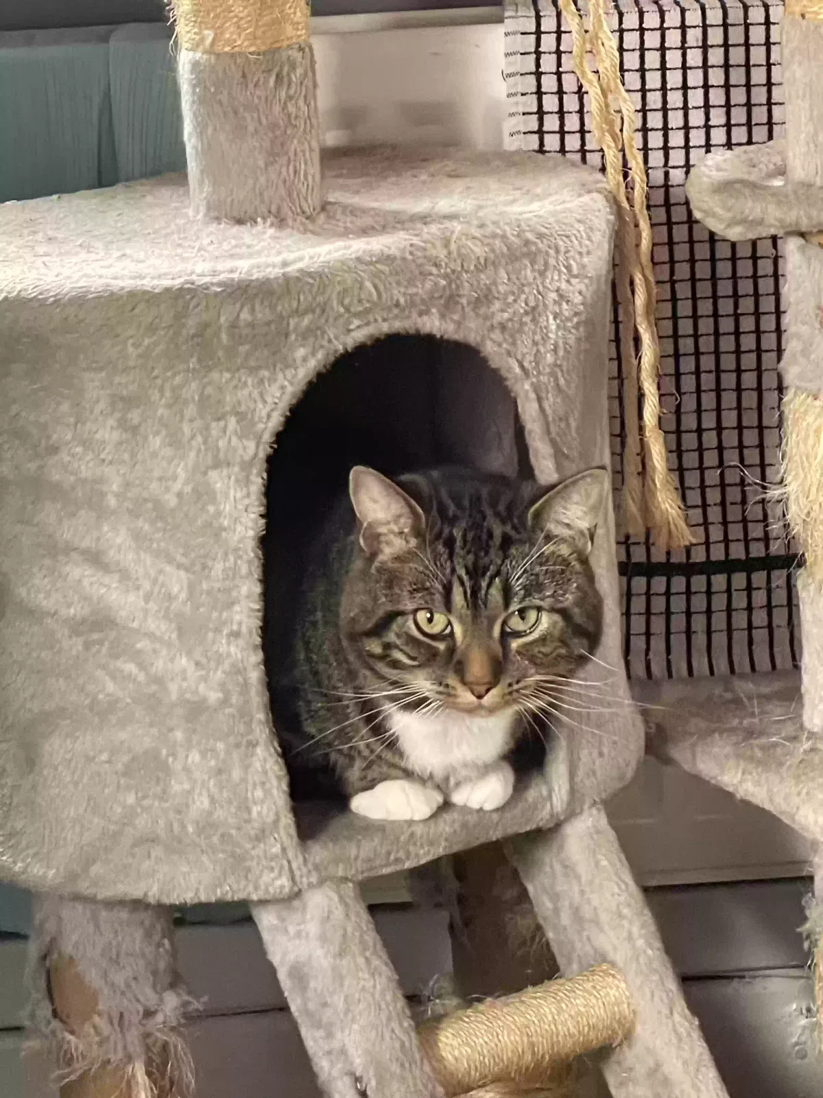 Samson, Unknown Cat for adoption in Sunderland, England