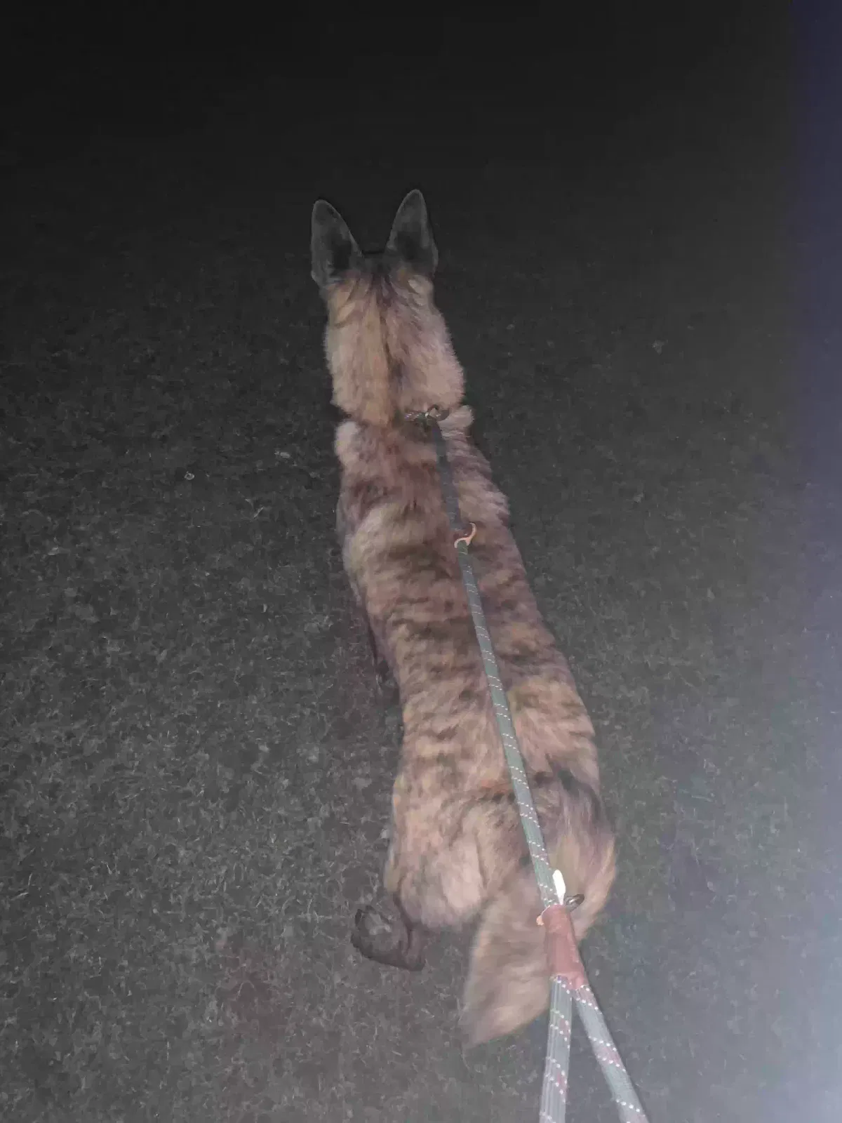 Taz, Dutch Shepherd cross Dutch Mali Dog for adoption in Chelmsford, England
