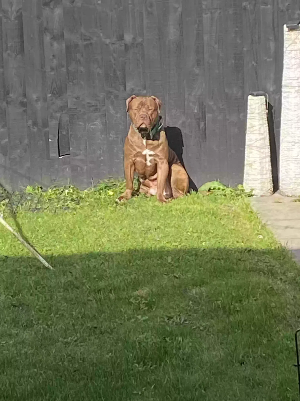 Biggy, American bully Dog for adoption in Liverpool, England