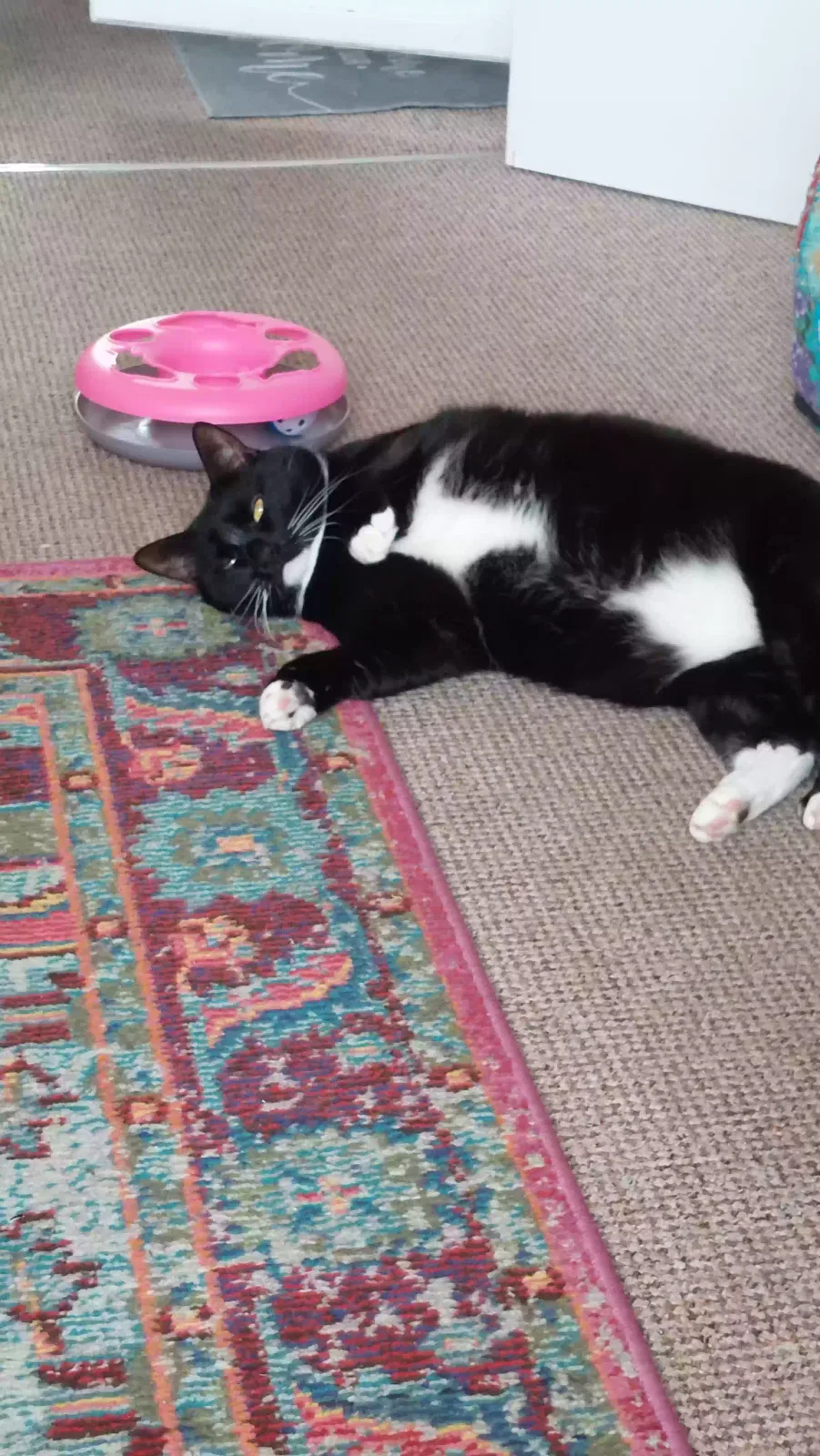 Layl/Night, Unknown Cat for adoption in Plymouth, England
