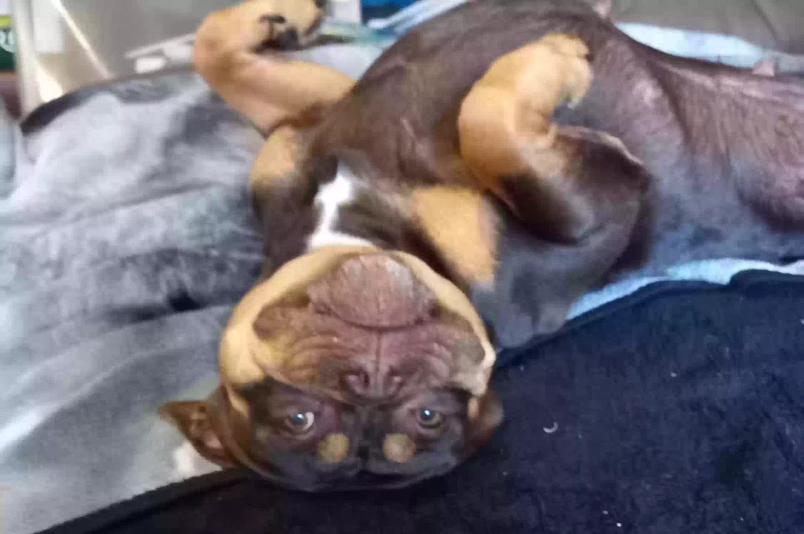 Bear, Old tyme bulldog Dog for adoption in Peterborough, England