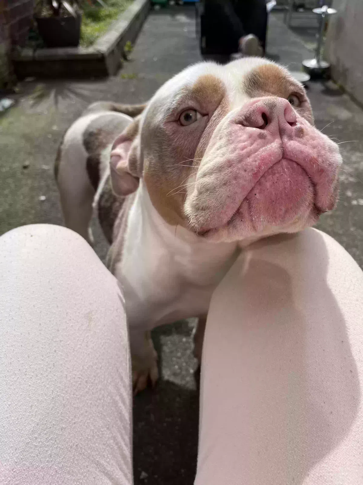 Cryptic, Unknown Dog for adoption in Preston, England