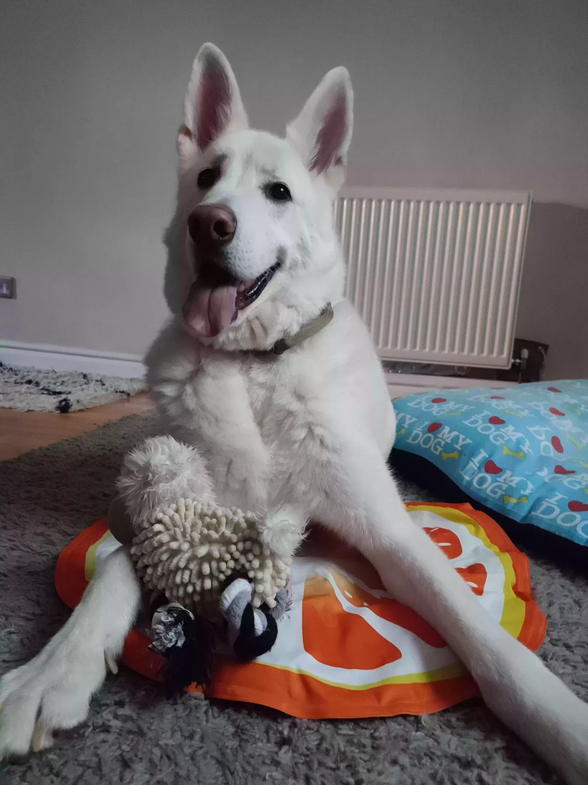 Noctis, Crossbreed german shepherd akita Dog for adoption in Wolverhampton, England