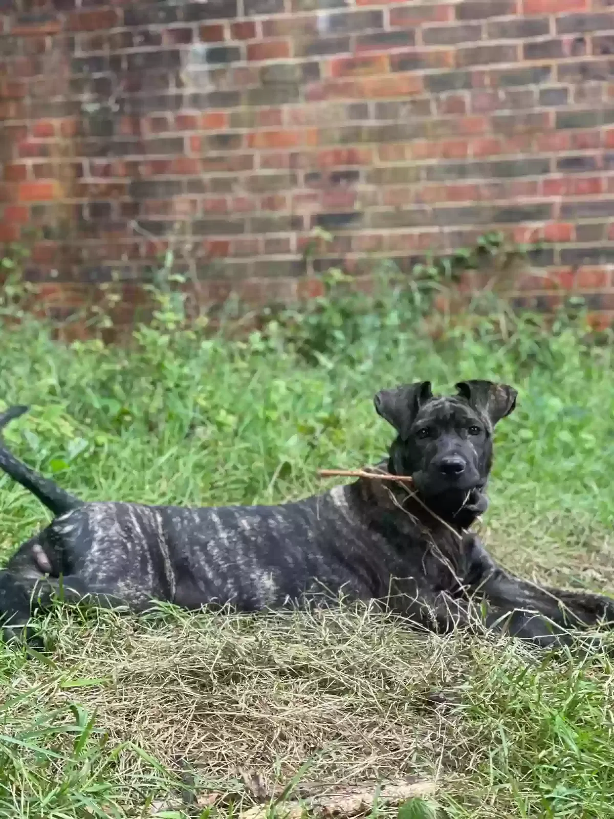 Chappo, Mixed breed cane corso with pressa Canario Dog for adoption in Brighton & Hove, England