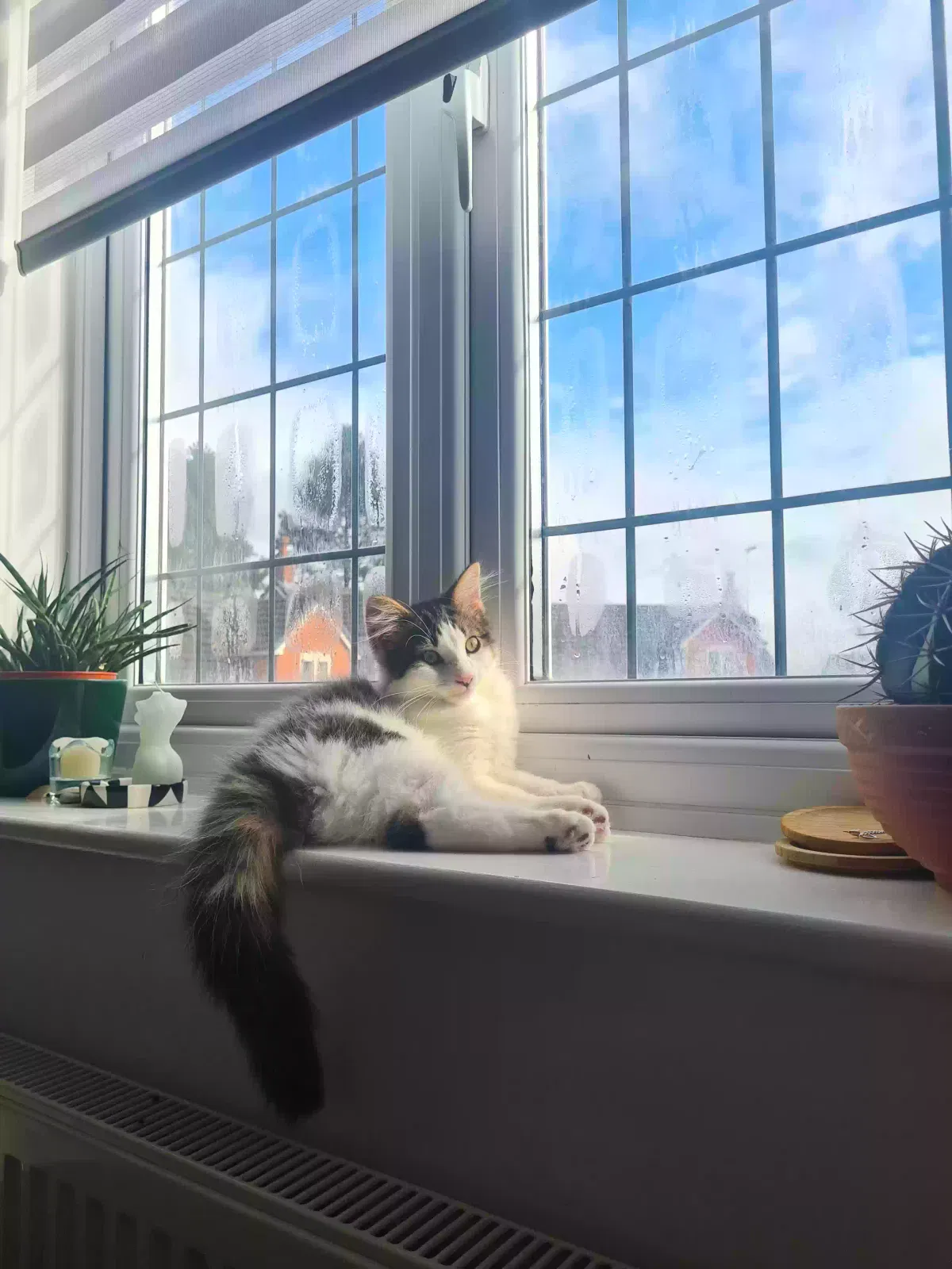 Wilf, Mixed Cat for adoption in Stoke-On-Trent, England