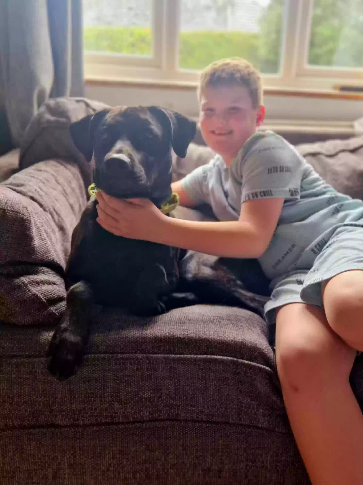 Rocky, Dohbaman Staff cross Dog for adoption in London, England