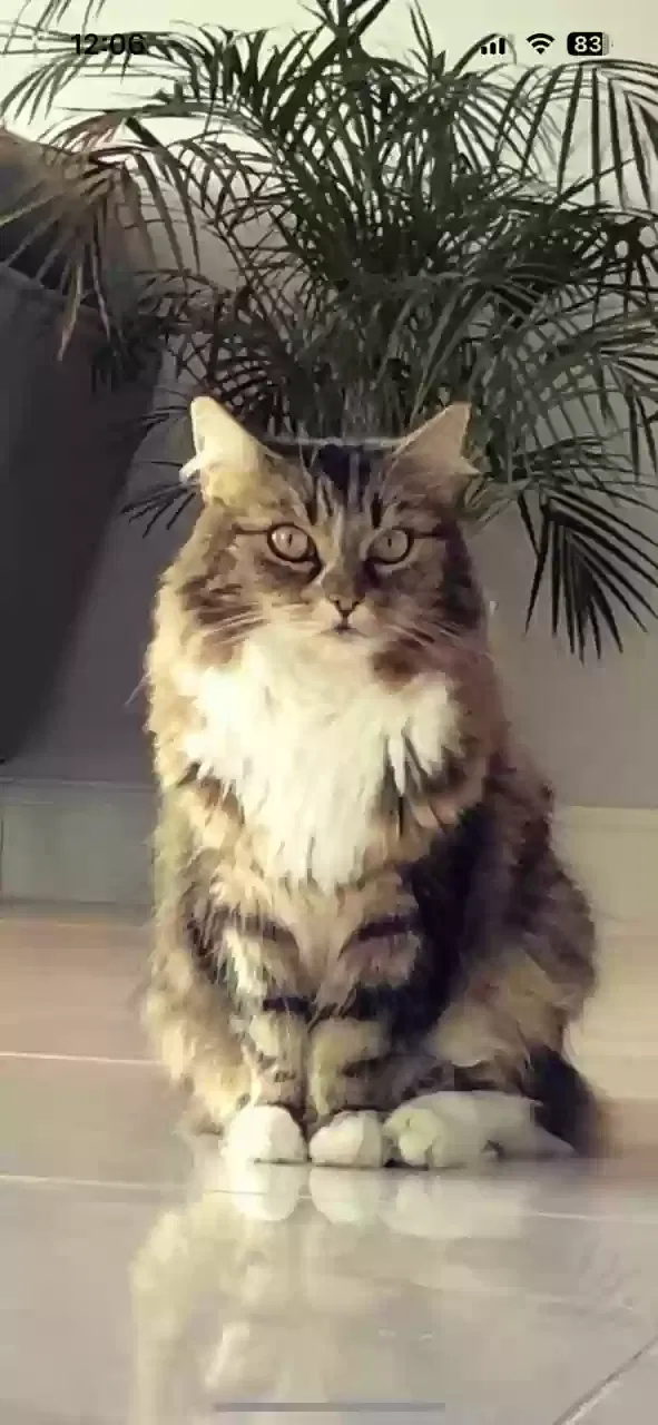Bella, Tabby Cat for adoption in Oxford, England