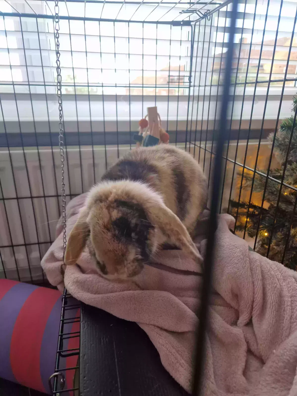 Buttercup, Mixed lop Pet for adoption in Durham, England