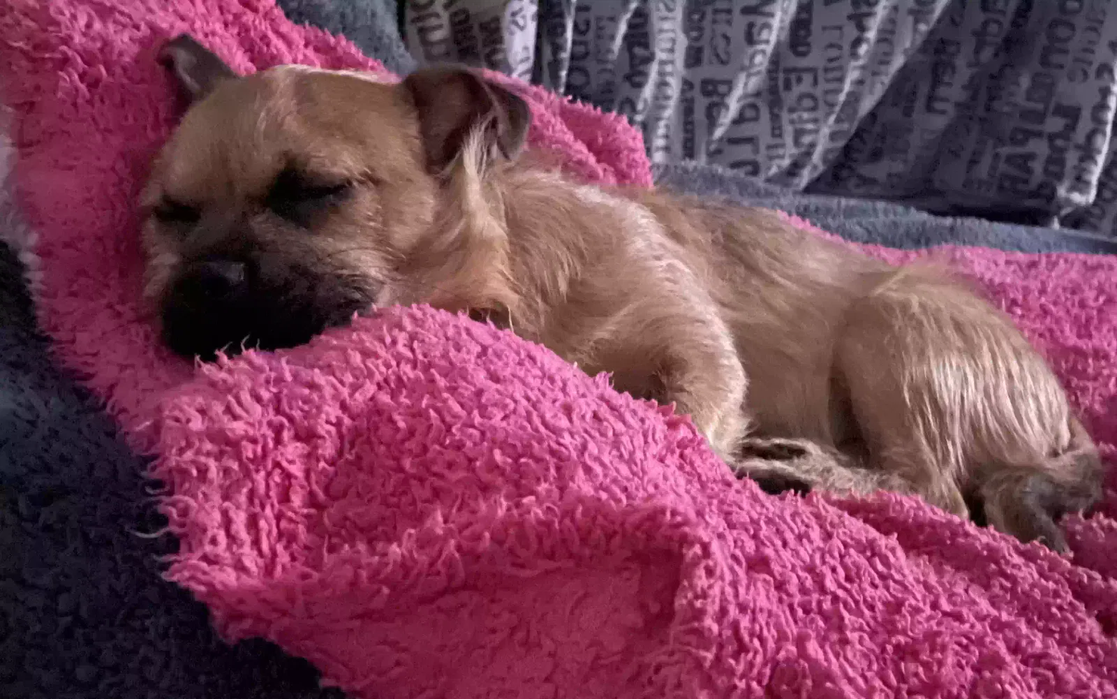 Luca, Chihuahua x jrt Dog for adoption in Canterbury, England