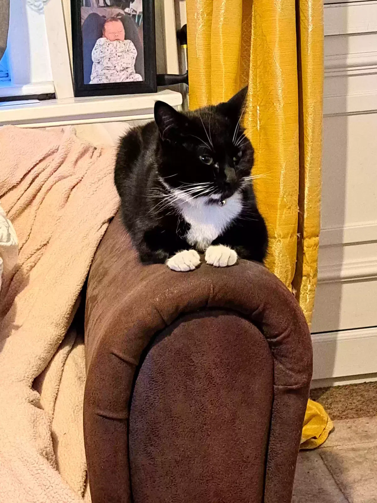 Mittens, British short haored Cat for adoption in Nottingham, England