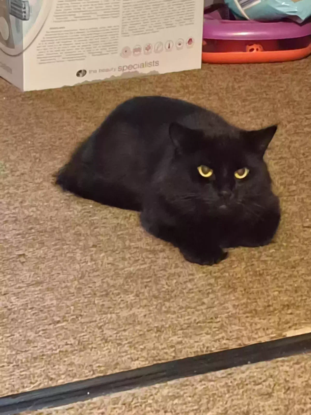 Shadow, British short-haired Cat for adoption in Nottingham, England