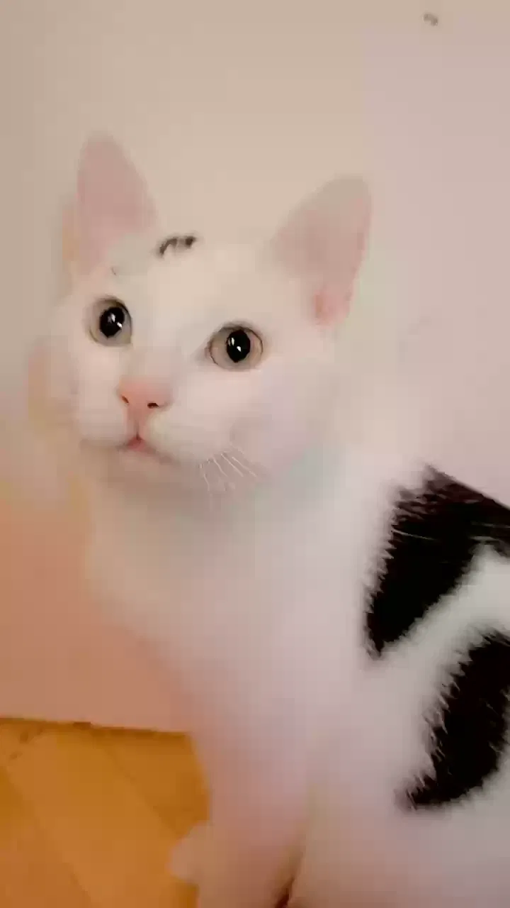 Momo, White with some black patches on the head and tail Cat for adoption in Bradford, England