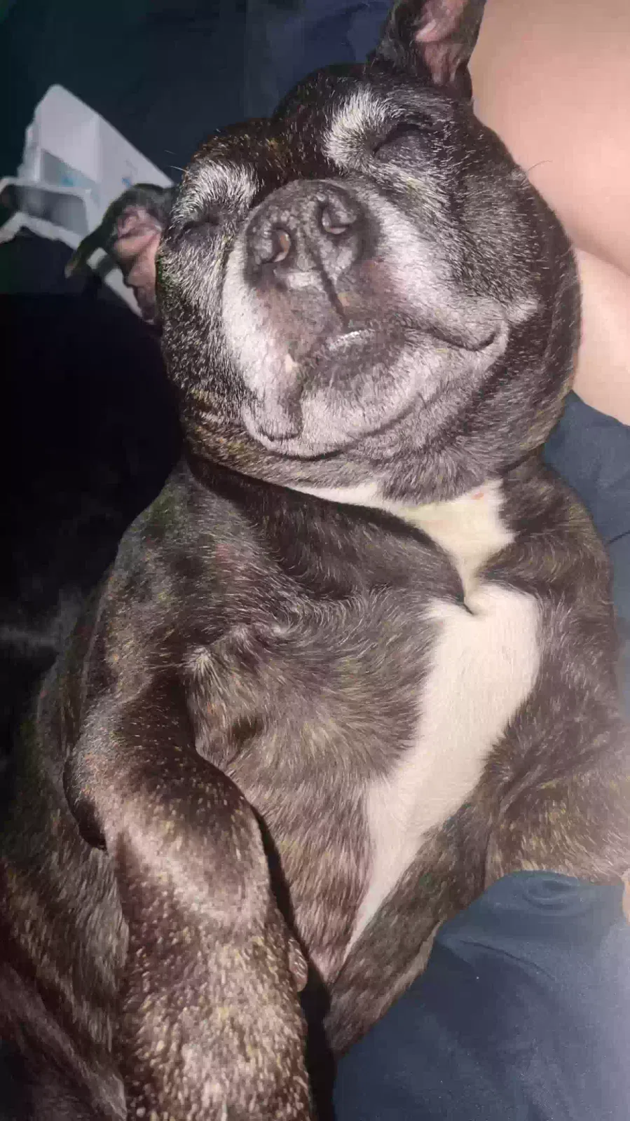 Harper, Staffordshire terror Dog for adoption in Glasgow, Scotland