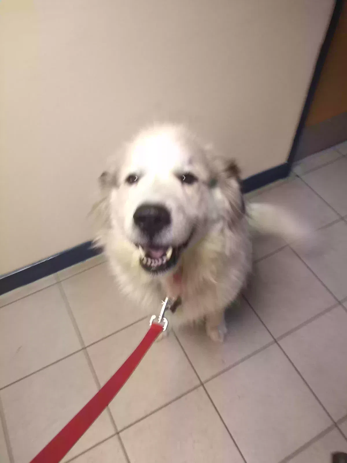 Zeema, Pyrenean mt dog Dog for adoption in Cambridge, England