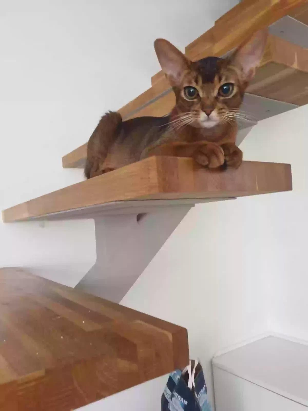 Eddie, Abyssinian Cat for adoption in Newcastle Upon Tyne, England