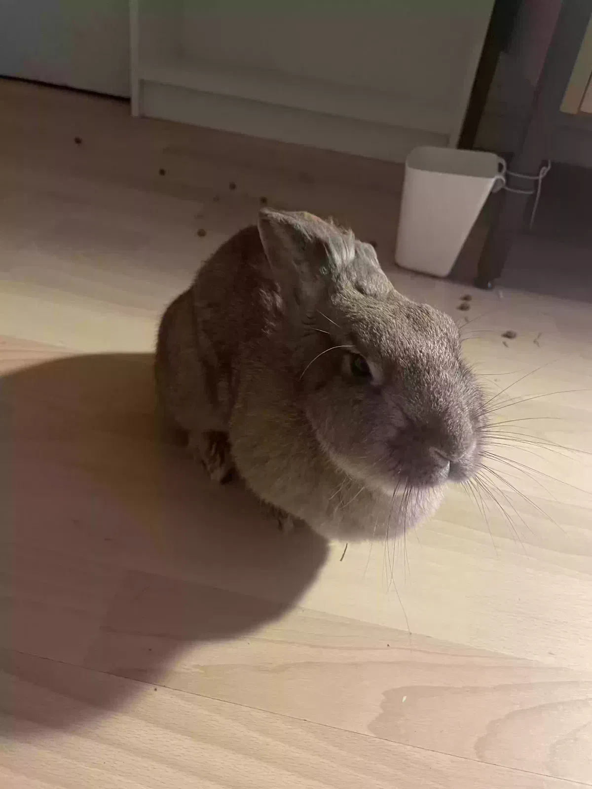 Potato, Unknown Pet for adoption in London, England