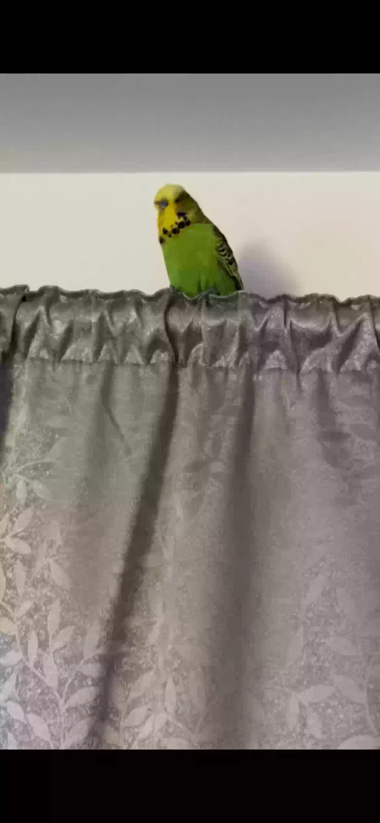 Louie, Budgie Bird for adoption in Glasgow, Scotland