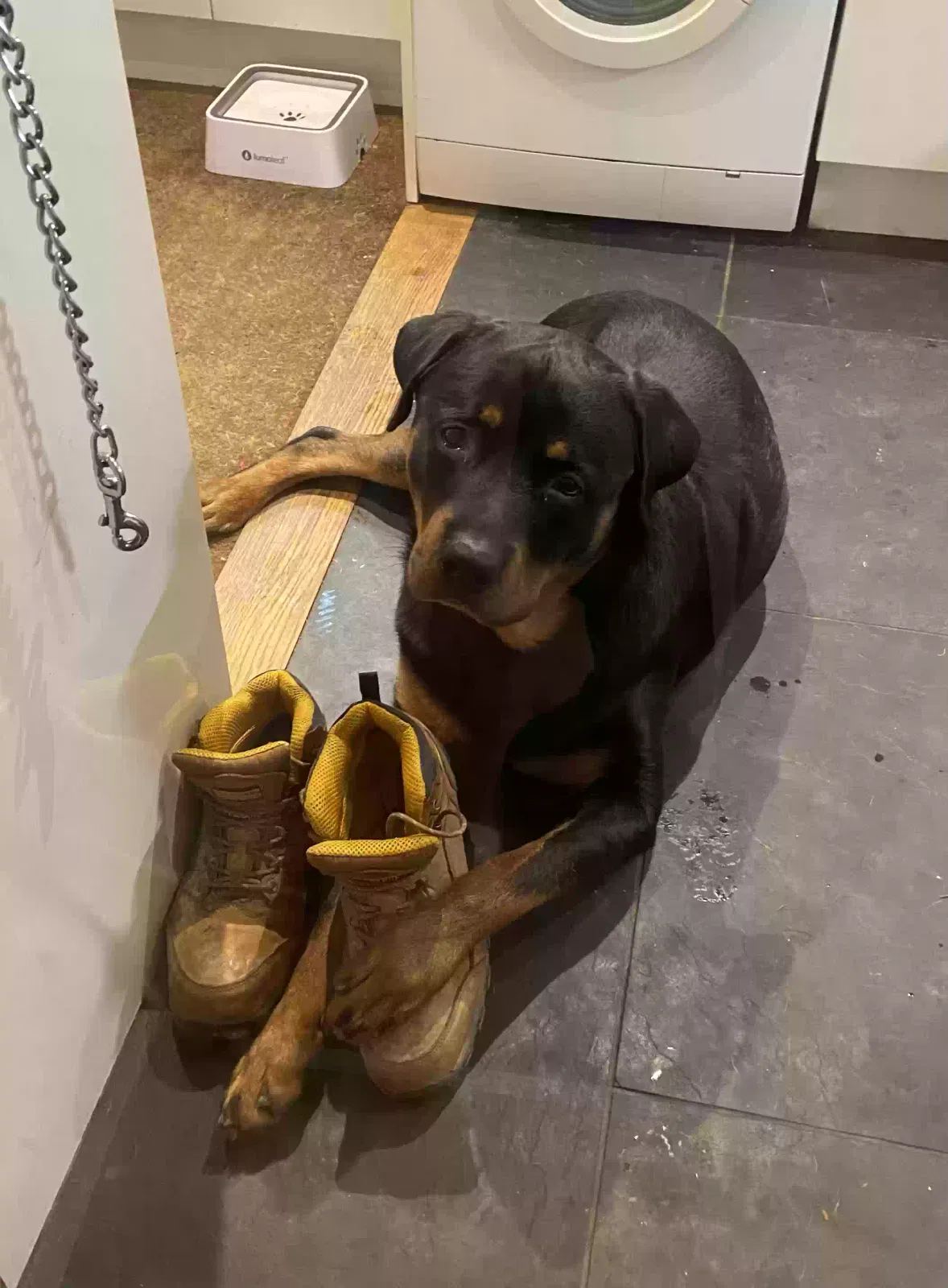 Trapper, Rottweiler Dog for adoption in Dundee, Scotland