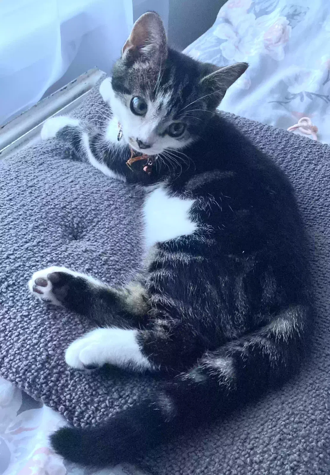 Sushi, Unknown Cat for adoption in Oxford, England