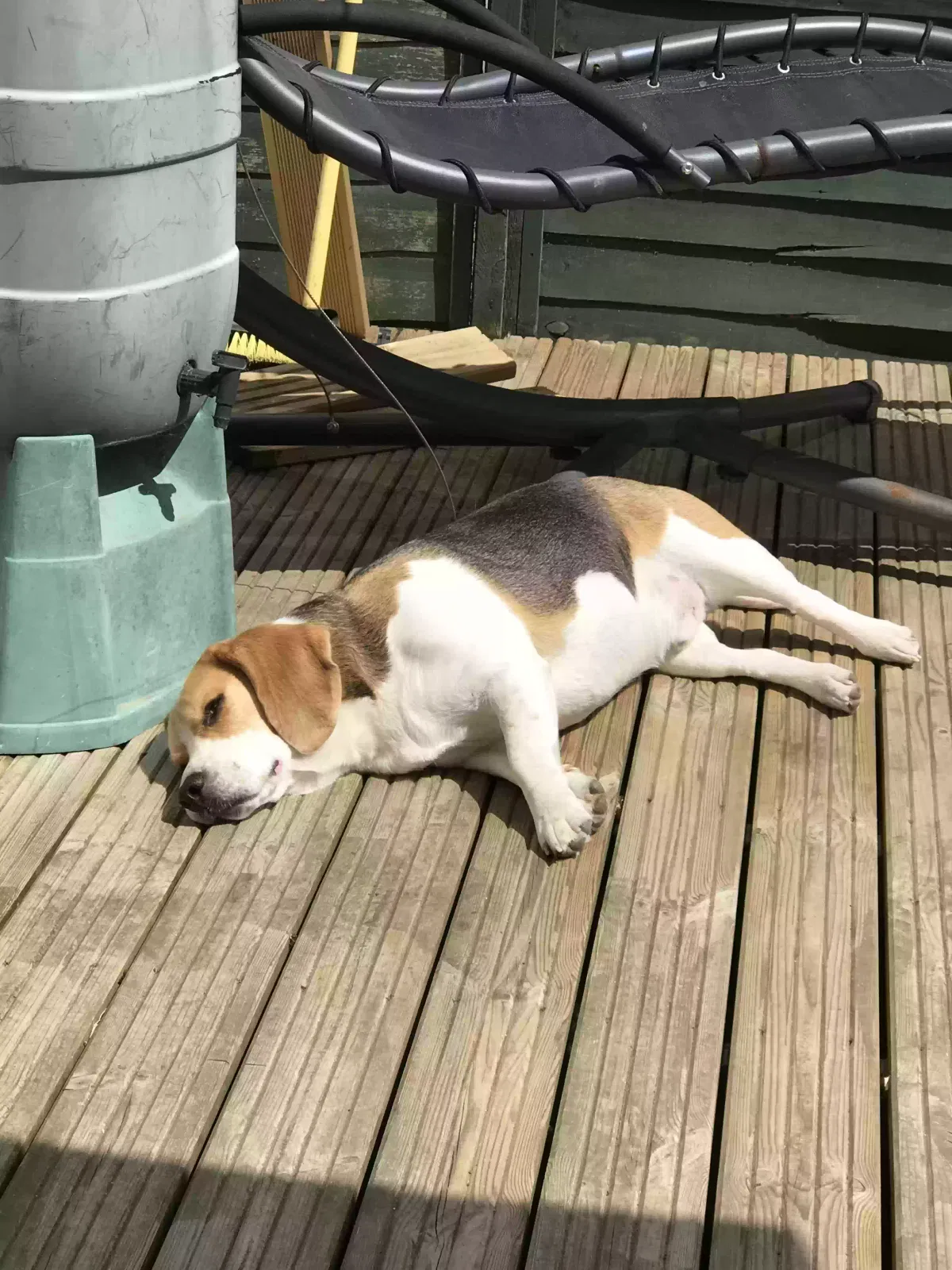 Malcolm, Beagle Dog for adoption in Truro, England