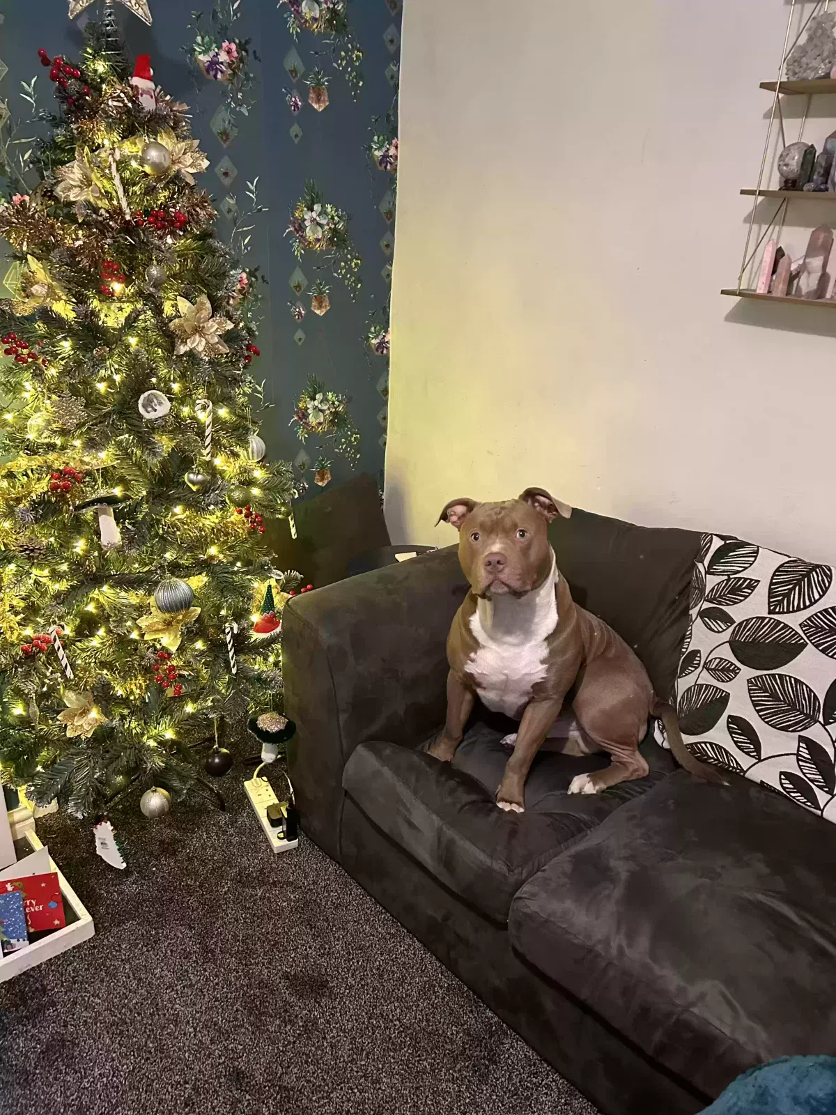 Kaynan, Standard bully Dog for adoption in Birmingham, England