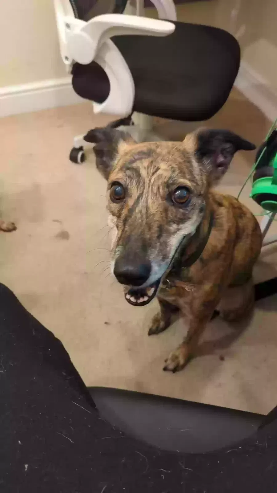 Jess, Lurcher Dog for adoption in Lincoln, England