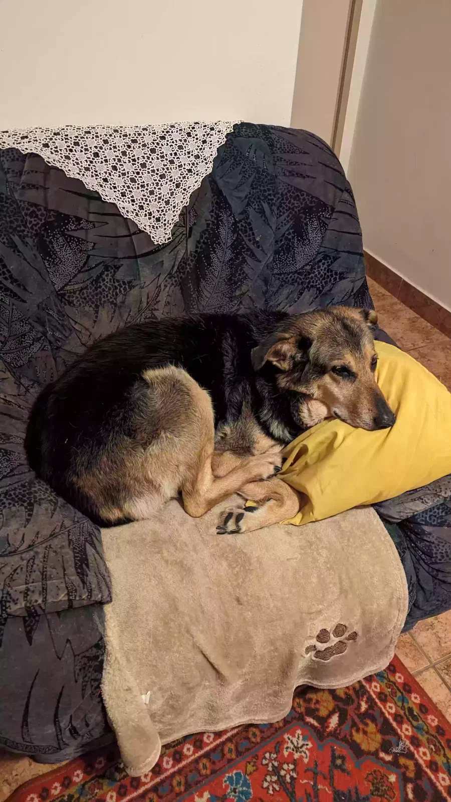 Lucky, GS Dog for adoption in Cambridge, England