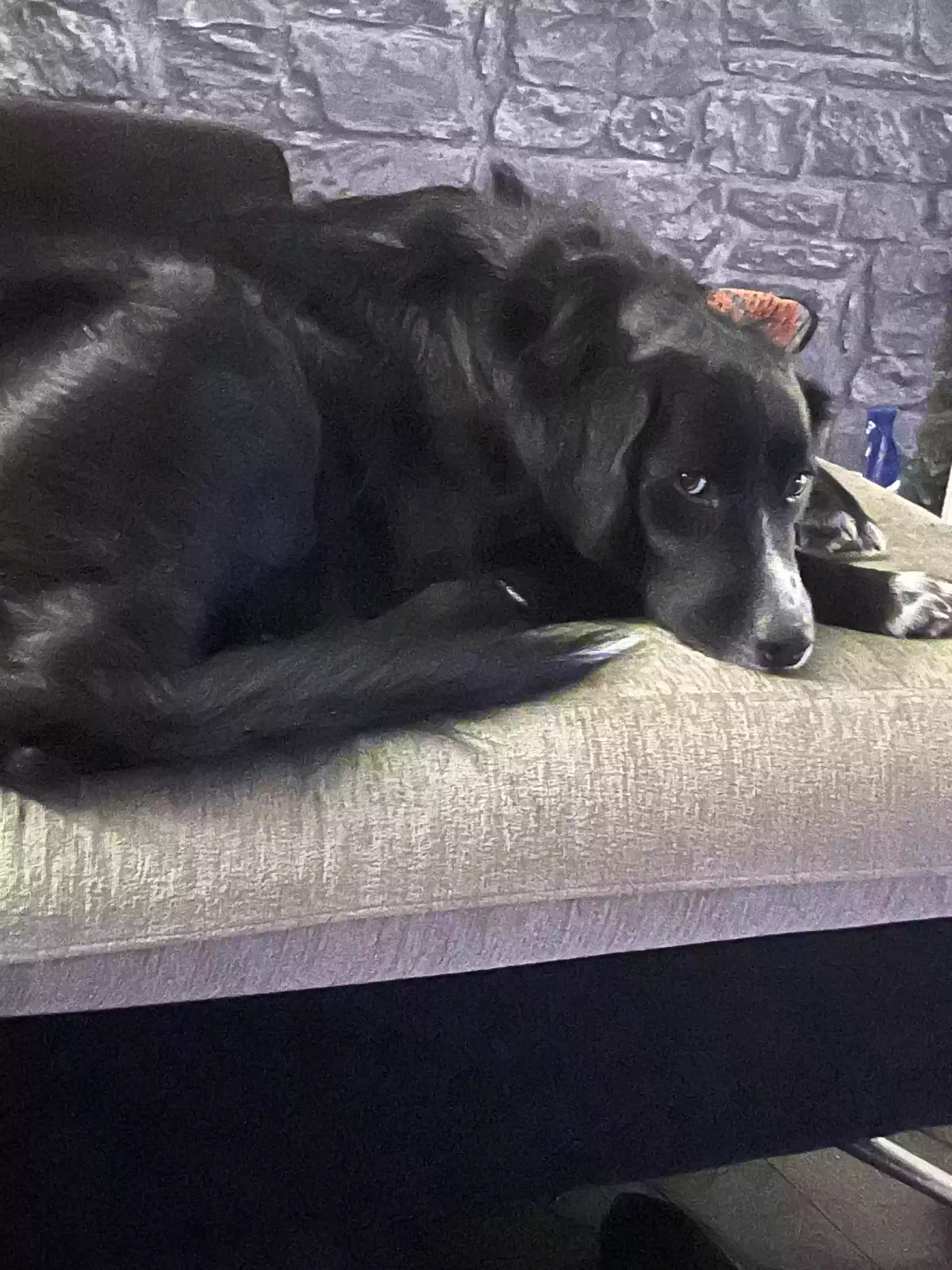 Kiko, Border collie x retriever Dog for adoption in Glasgow, Scotland