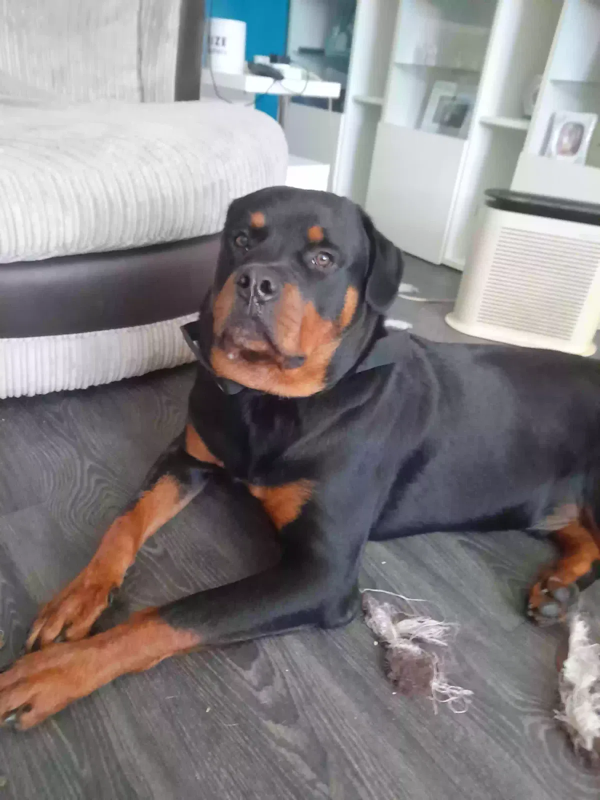 Jax, Rottweiler Dog for adoption in Glasgow, Scotland