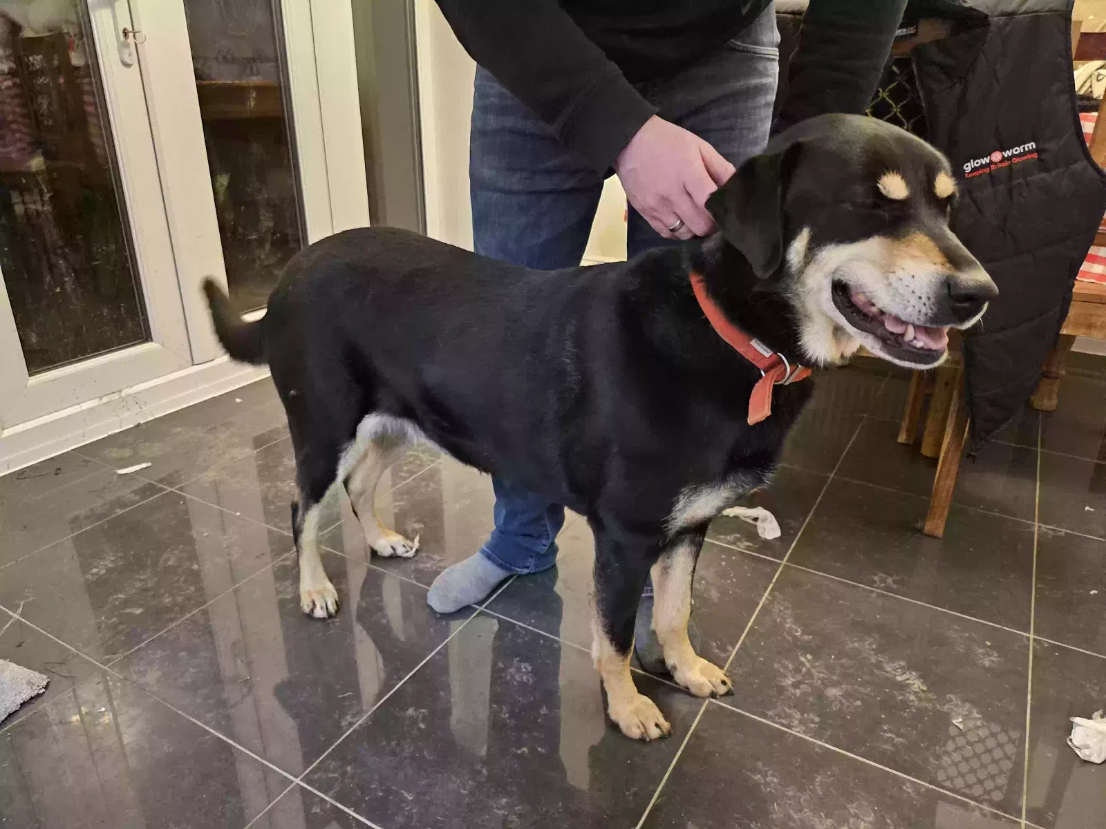 SACHA, German shepherd/ Spanish mastiff Dog for adoption in Peterborough, England