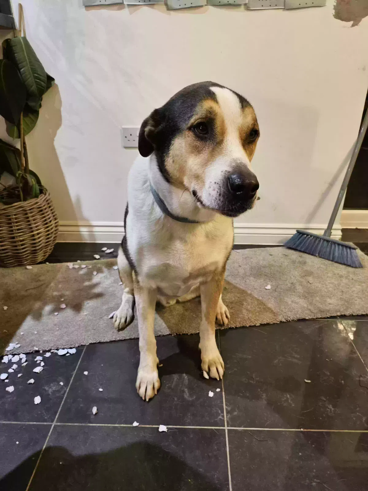 Dexter, German shepherd/Spanish mastiff Dog for adoption in Peterborough, England