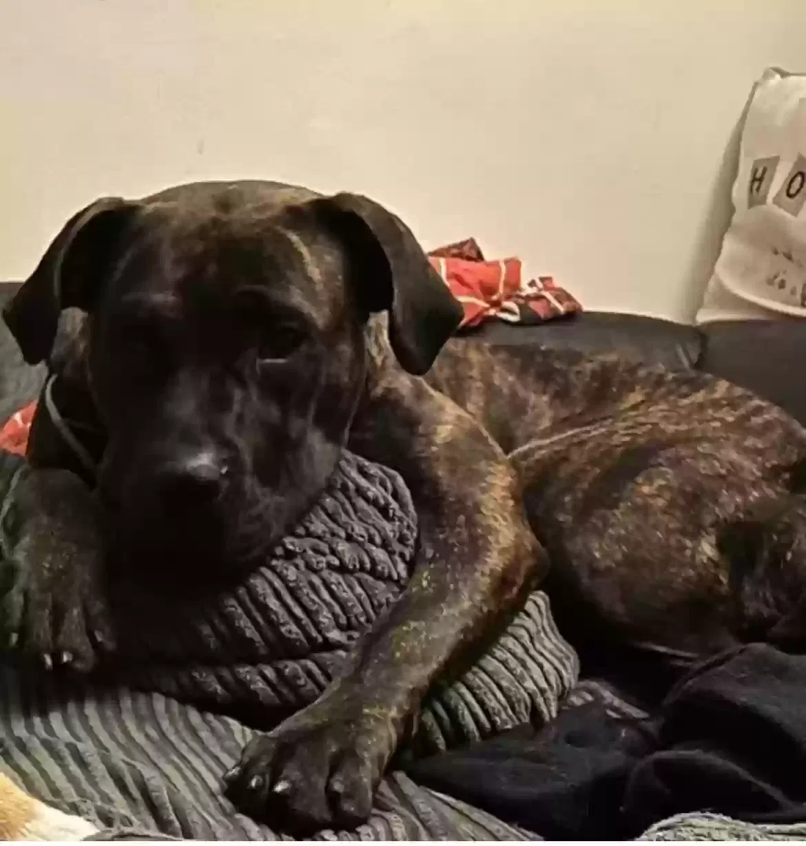 Alazade, Presa canario Dog for adoption in Brighton & Hove, England
