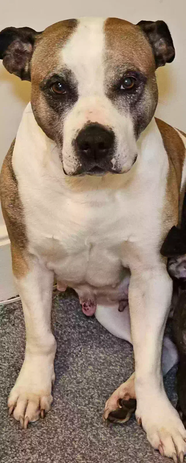 Doris, Staff mix Dog for adoption in London, England