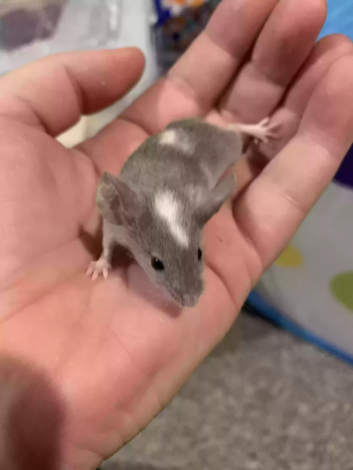 Zelda, Ellie, Marble, Foxy, Jessie, Leslie, zia, Fancy Pet for adoption in Leeds, England