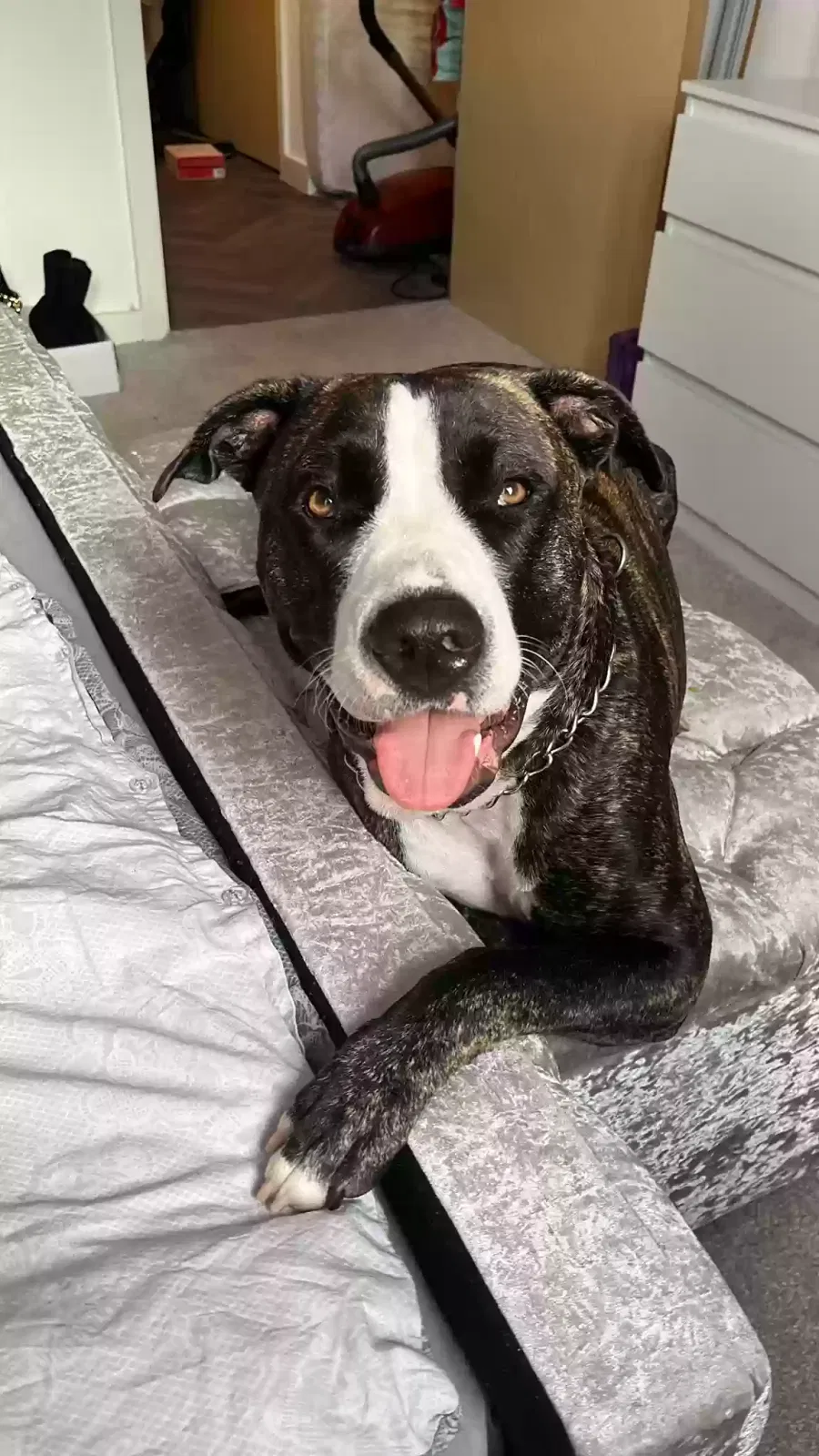 Luna, Crossbreed Dog for adoption in Gloucester, England