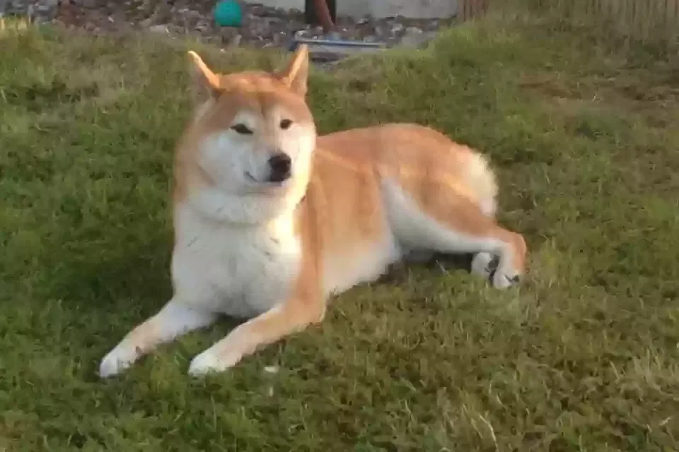 Rex/koda, Shiba or gsd Dog for adoption in Glasgow, Scotland