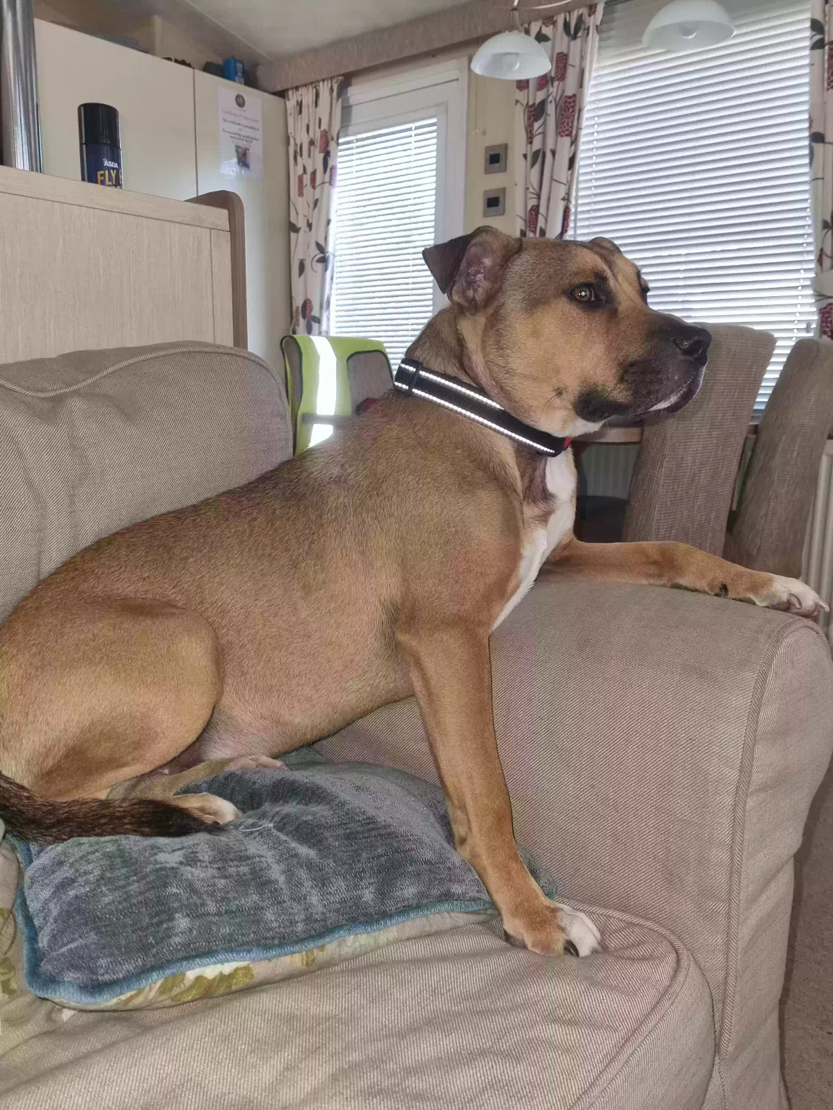 Rocky, Staffy x Dog for adoption in Bristol, England