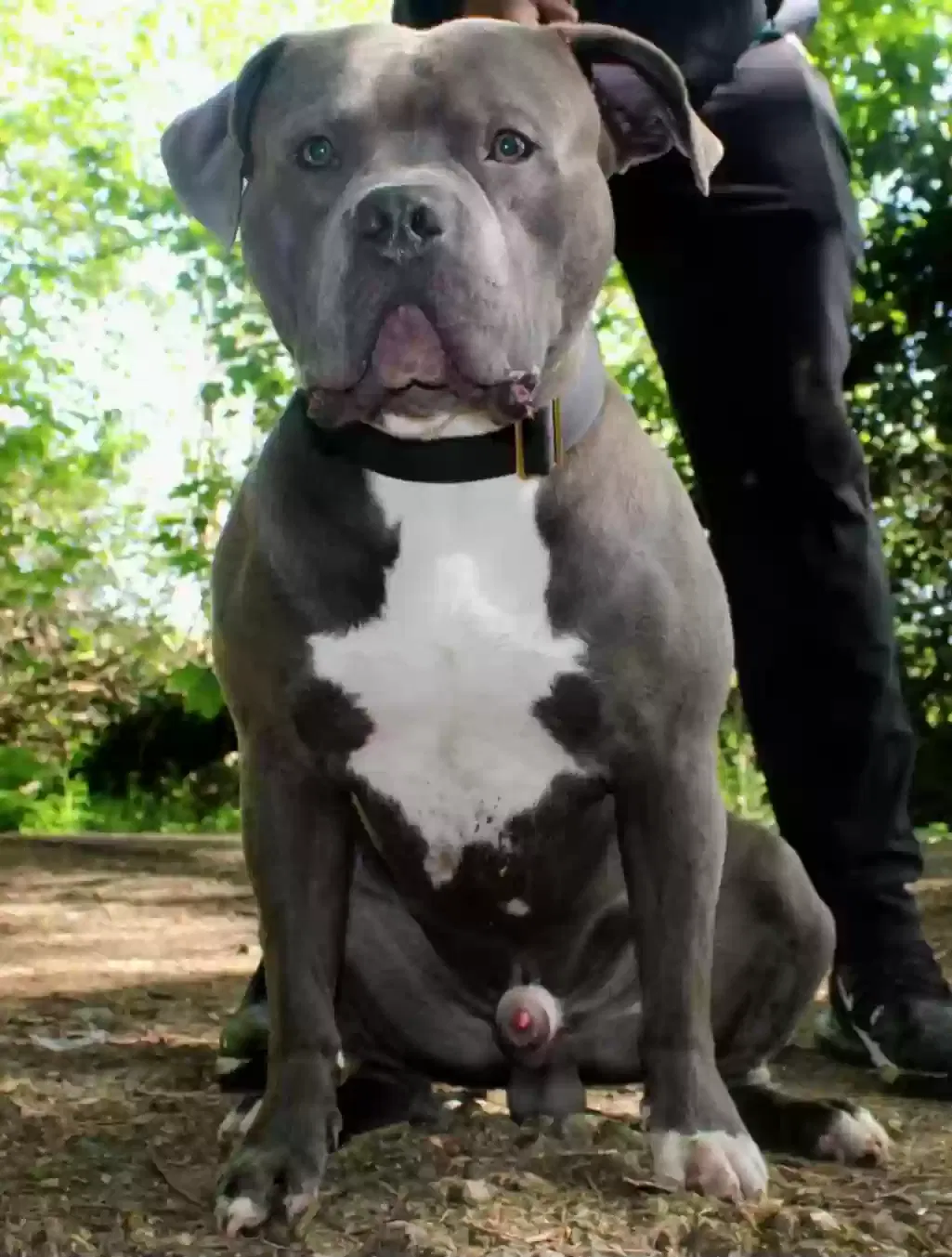 JAEGER, American bully Dog for adoption in Glasgow, Scotland