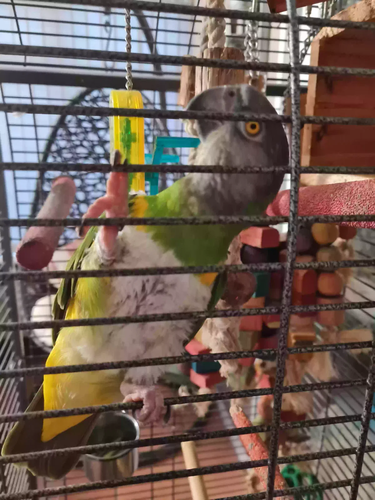 Jasper, Senegal parrot Bird for adoption in Stoke-On-Trent, England