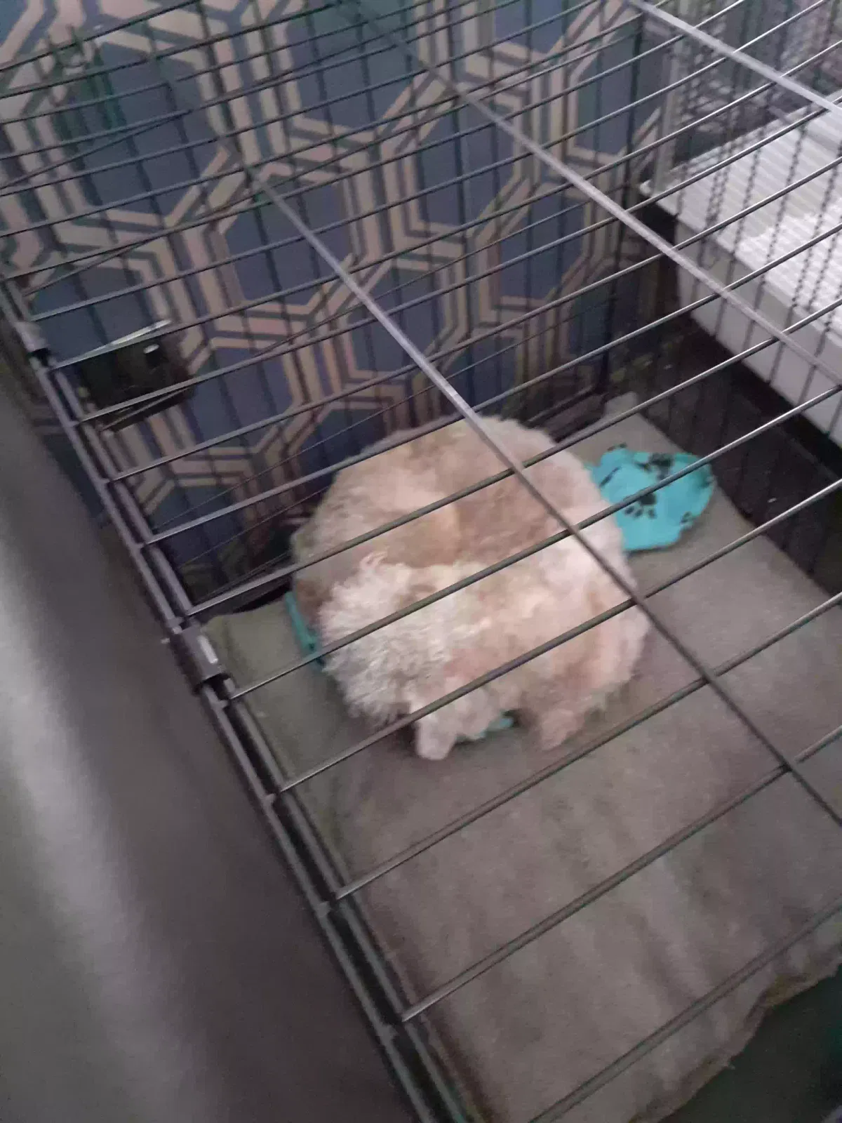 Bert, Bedlington Terrier Dog for adoption in Glasgow, Scotland