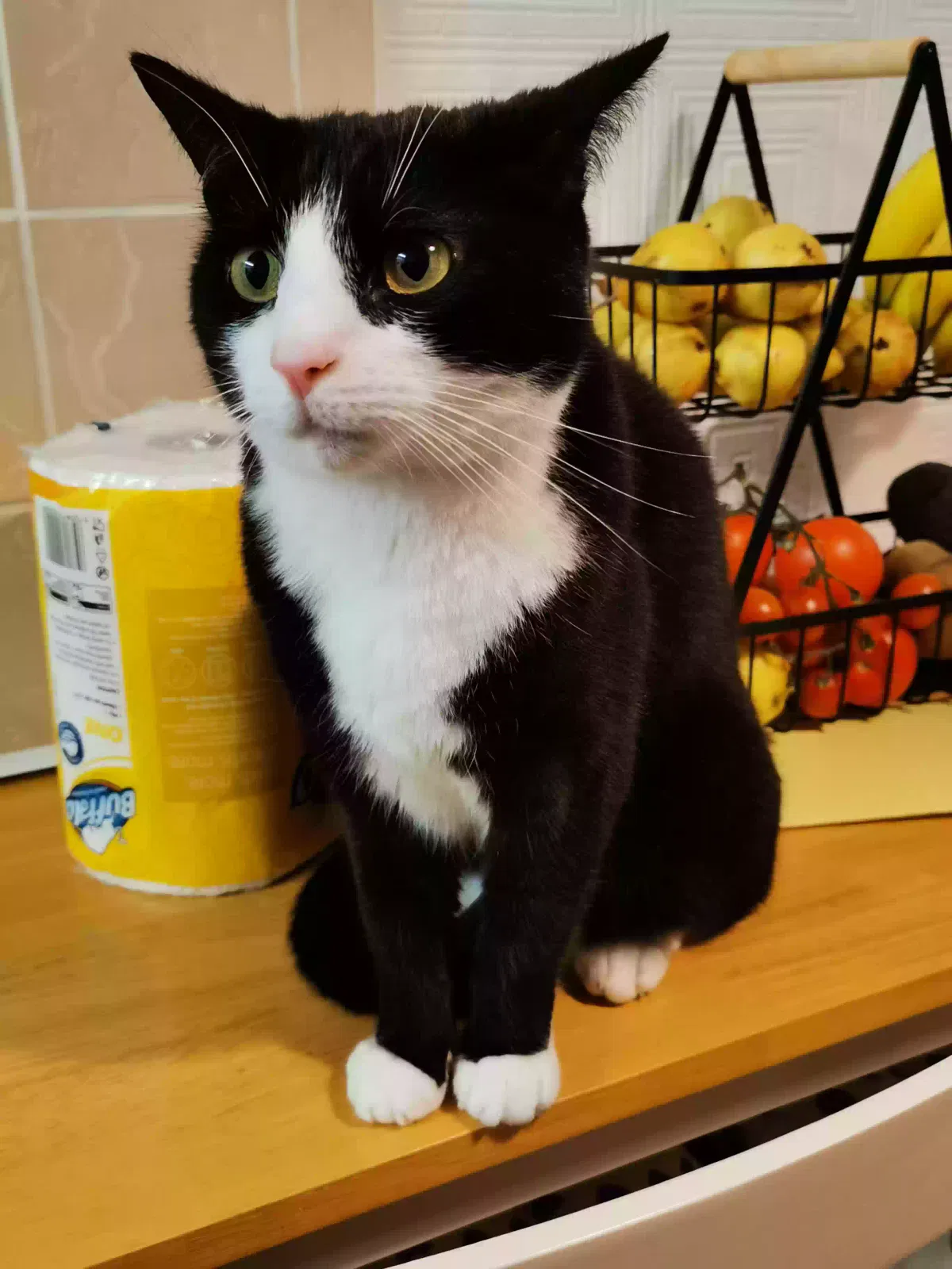 Jess, Unknown Cat for adoption in Durham, England