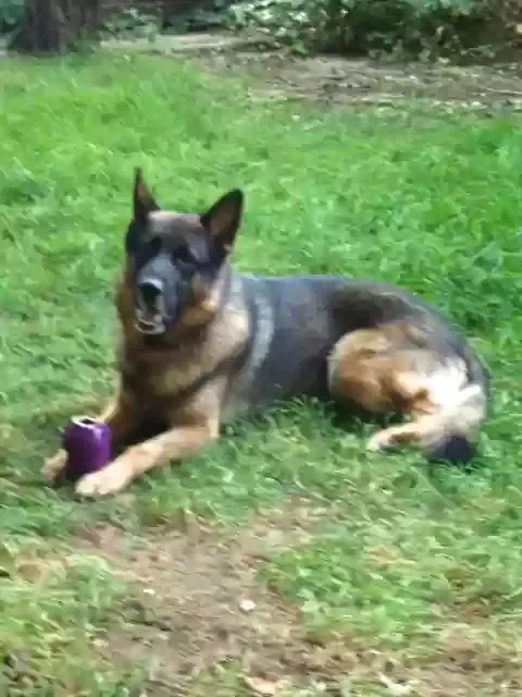 Hugo, German Shepherd Dog for adoption in London, England