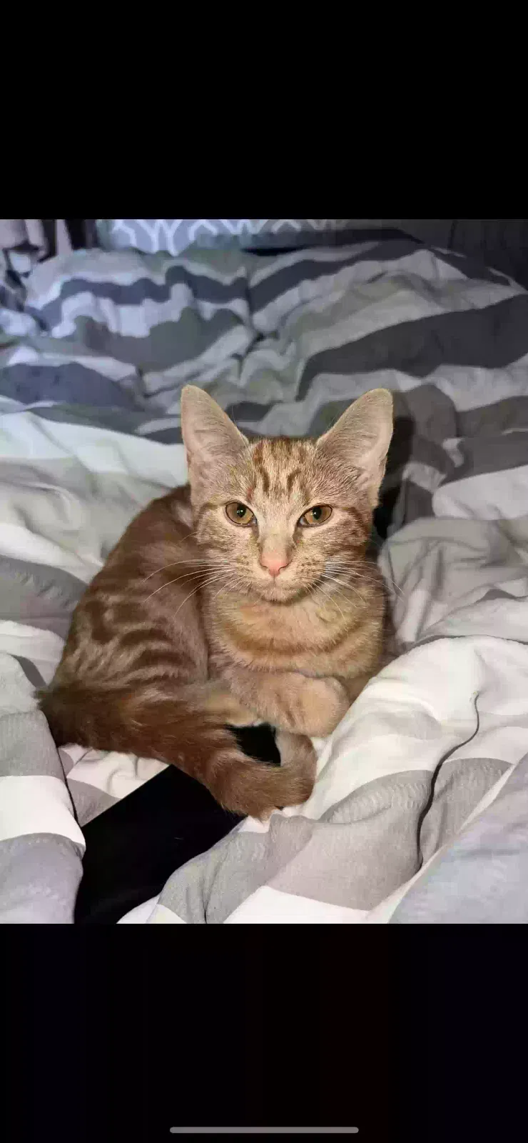 Luna, Tabby Cat for adoption in Stoke-On-Trent, England