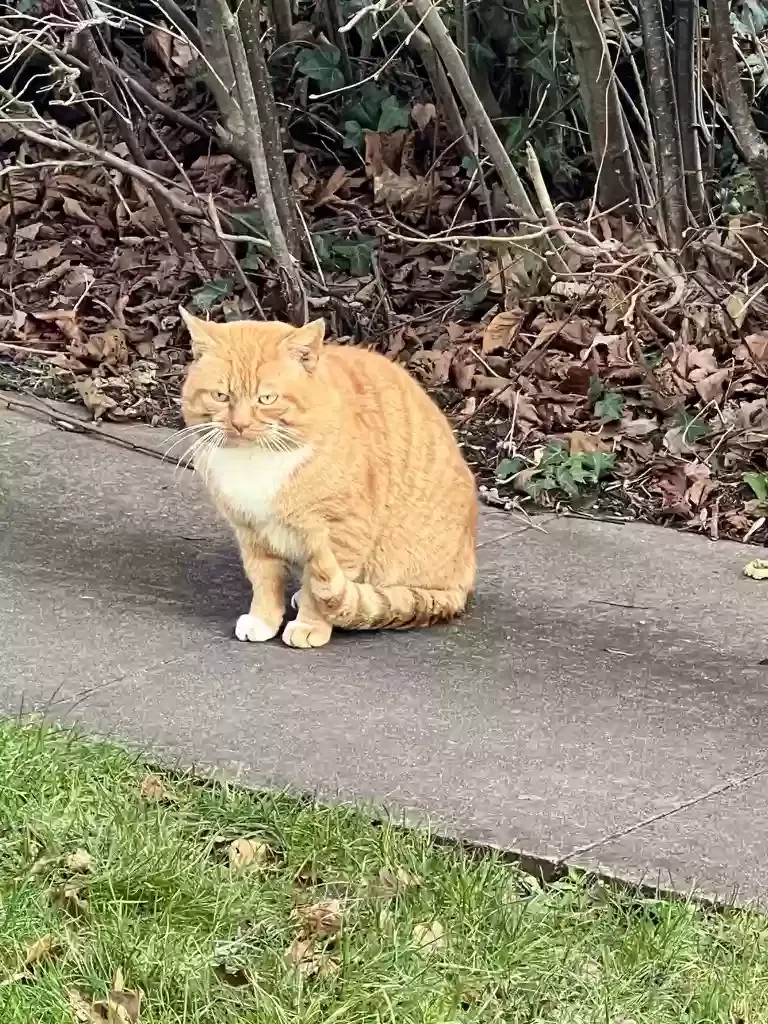 Ginge, Moggie Cat for adoption in London, England