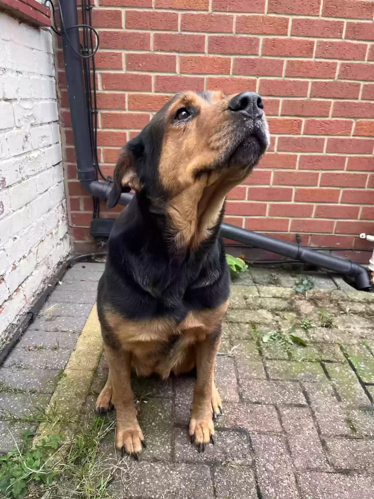 Kora, Rottweiler + German Shepard Dog for adoption in Kingston Upon Hull, England
