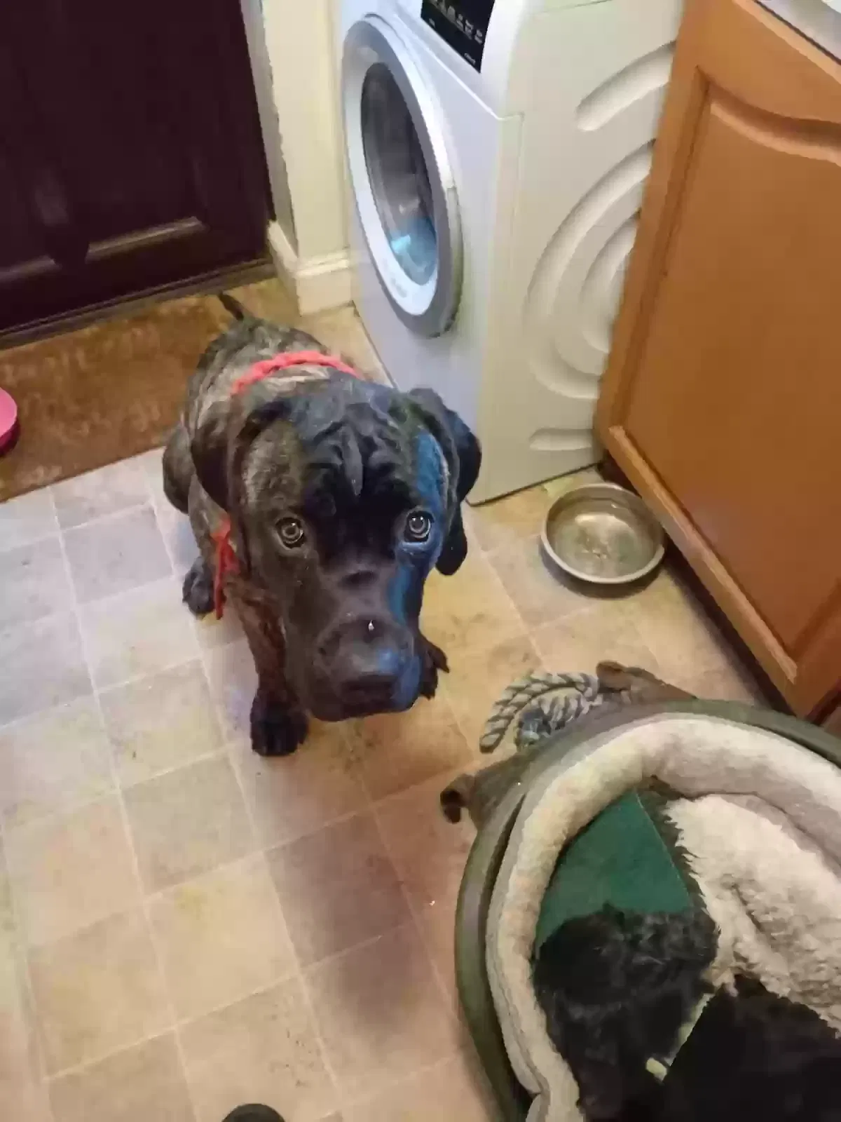 Barney, Cane corso Dog for adoption in Salisbury, England