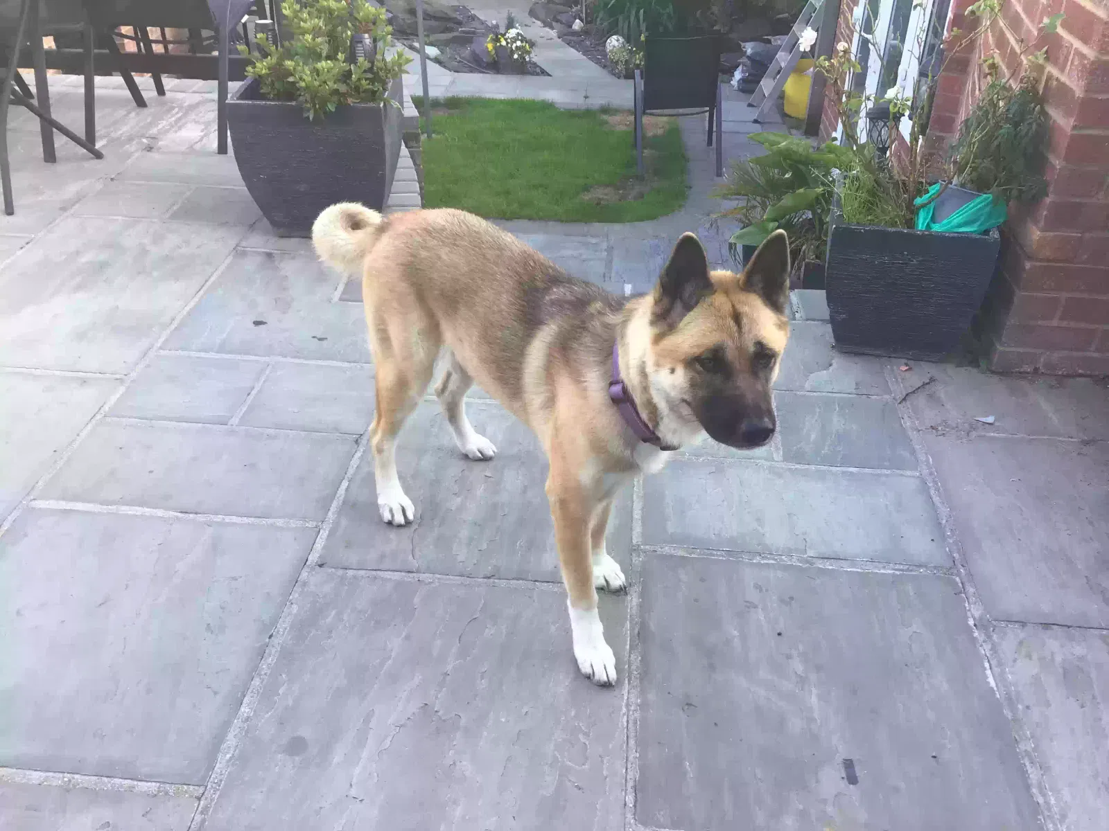Bonnie, Akita Dog for adoption in London, England